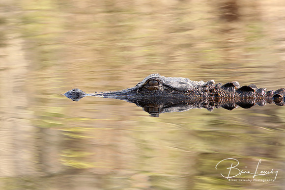 Stock Alligator 5507 crop