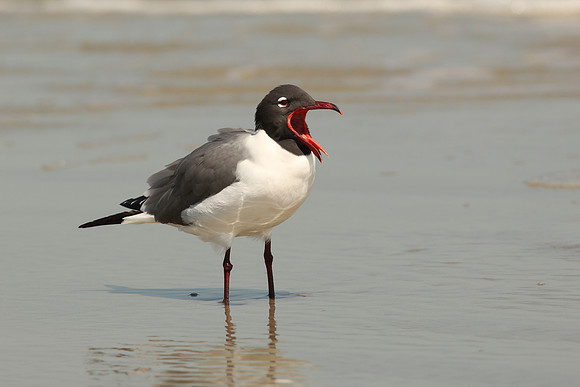 Laughing Gull - Cumberland Island, GA