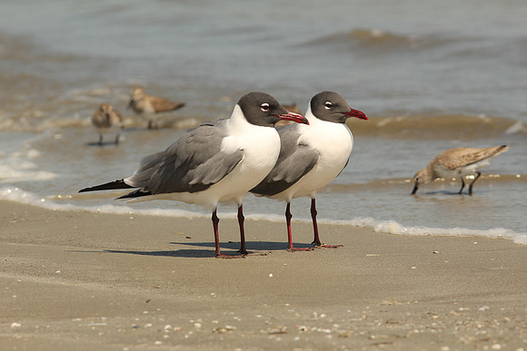 Laughing Gulls - Cumberland Island, GA