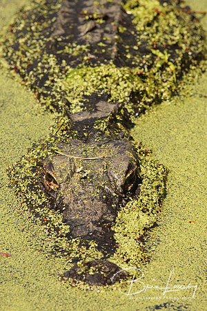 Resize Stock Alligator 0730