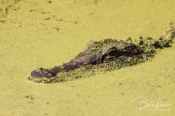 Stock Alligator 0646