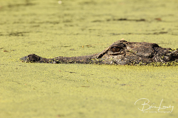 Stock Alligator 0807 sharp
