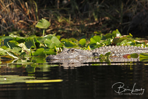 Resize Alligator 5420