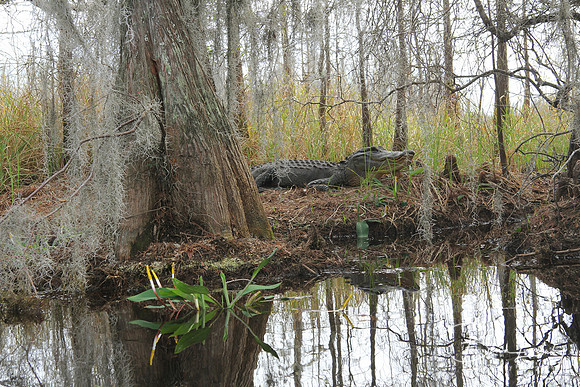Resize Gator habitat 4063