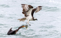 Osprey and Double-crested Cormorant  (Phalacrocorax auritus) gra