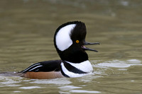 Male Hooded Merganser in breeding display - Grand Bend, Ontario, Canada
