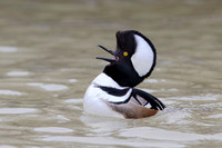 Male Hooded Merganser in breeding display - Grand Bend, Ontario,