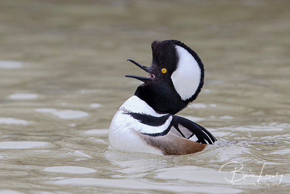 Male Hooded Merganser in breeding display - Grand Bend, Ontario,