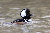 Male Hooded Merganser in breeding display - Grand Bend, Ontario,