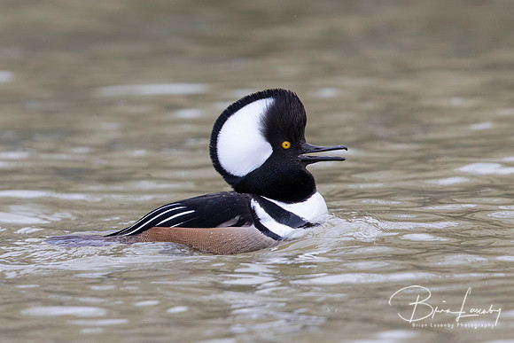 Male Hooded Merganser in breeding display - Grand Bend, Ontario,