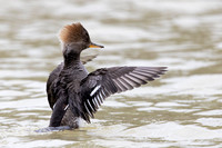 Female Hooded Merganser shaking water from her wings - Grand Ben
