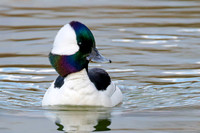 Male Bufflehead - Grand Bend, ON