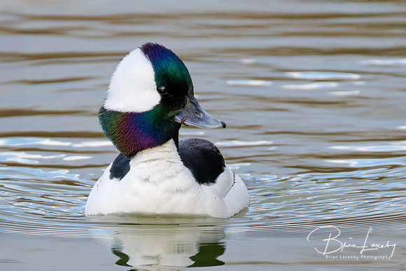 Male Bufflehead - Grand Bend, ON