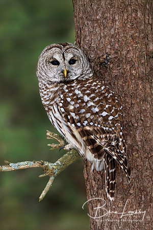 Barred Owl - Lambton Shores, Ontario