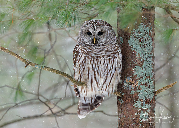 Barred Owl on a snowy day