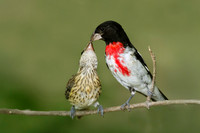 Male Rose-breasted Grosbeak feeding fledgling