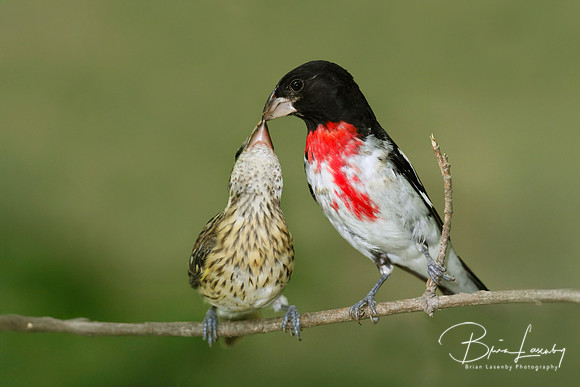 Male Rose-breasted Grosbeak feeding fledgling