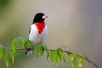 Male Rose-breasted Grosbeak