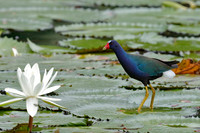 Purple Gallinule - Panama
