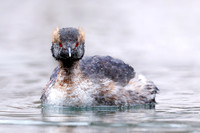 Horned Grebe - Grand Bend, ON