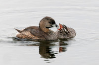 Pied-billed Grebes - Huron County, ON