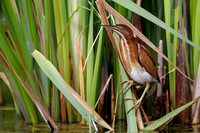 Least Bittern