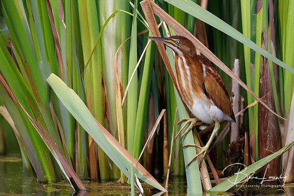 Least Bittern - Hullett Marsh