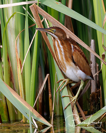 Least Bittern - Hullett Marsh