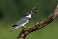Belted Kingfisher - Hullett Marsh, ON