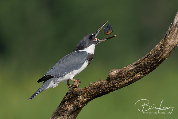 Belted Kingfisher - Hullett Marsh, ON