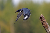 Male Belted Kingfisher  taking flight