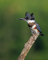 Belted Kingfisher - Hullett Marsh, ON