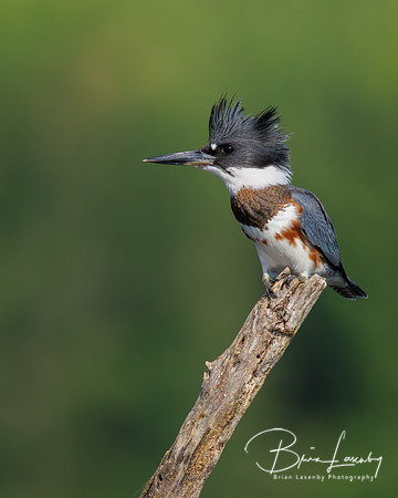 Belted Kingfisher - Hullett Marsh, ON