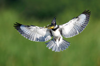 Belted Kingfisher with a Sunfish - Hullett Marsh, ON