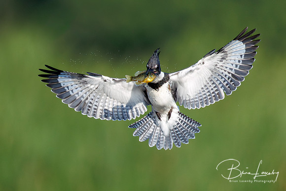 Belted Kingfisher with a Sunfish - Hullett Marsh, ON