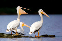 American White Pelicans - London, ON