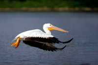 American White Pelican - London, ON
