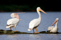 American White Pelicans - London, ON