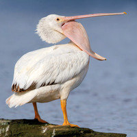 American White Pelican - London, ON