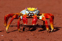Sally Lightfoot Crab - Rabida Island, Galapagos