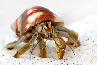 Hermit Crab - Galapagos