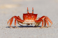 Ghost Crab - San Cristobal Island, Galapagos