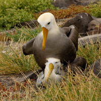 Albatross