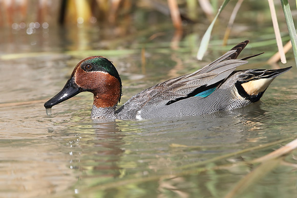 Green-winged Teal Drake