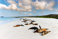 Galápagos Sea Lions - San Cristobal Island