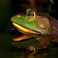 Male American Bullfrog