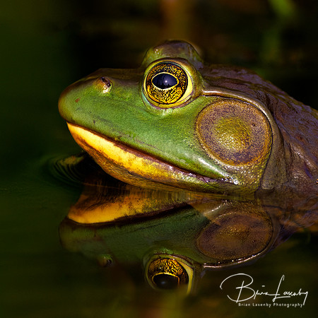 Male American Bullfrog