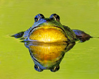 Male Green Frog