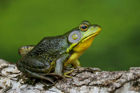 Male Green Frog