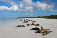 Sea Lions - Galápagos